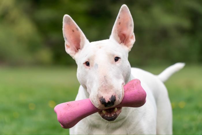 Managing Aggression in Bull Terriers