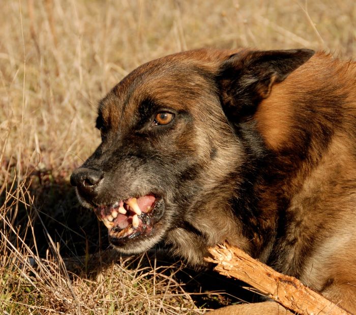 How to Handle the Guarding Behavior of Belgian Malinois