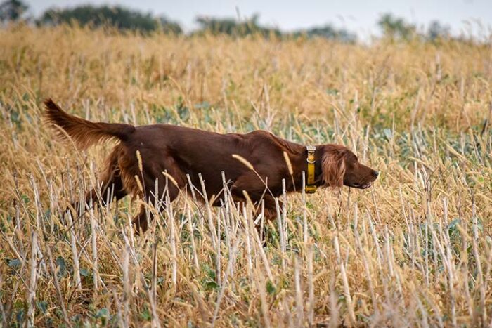 Managing Hyperactivity in Irish Setters