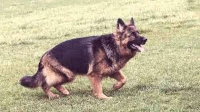 German Shepherd limping