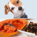 Can Puppies Eat Papaya