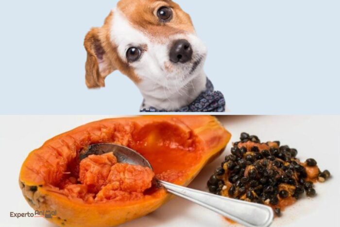 Can Puppies Eat Papaya