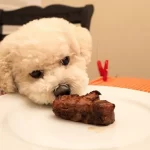 Can Puppies Eat Steak