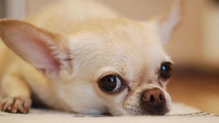 Chihuahua Hypoglycemia-Recognizing and Treating Low Blood Sugar