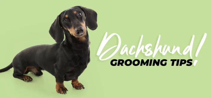 Dachshund Grooming Guide-How to Maintain Their Distinctive Coat