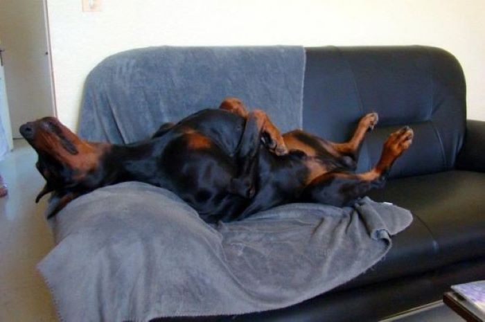 Doberman Pinscher Exercise Requirements-Meeting Their Physical Needs