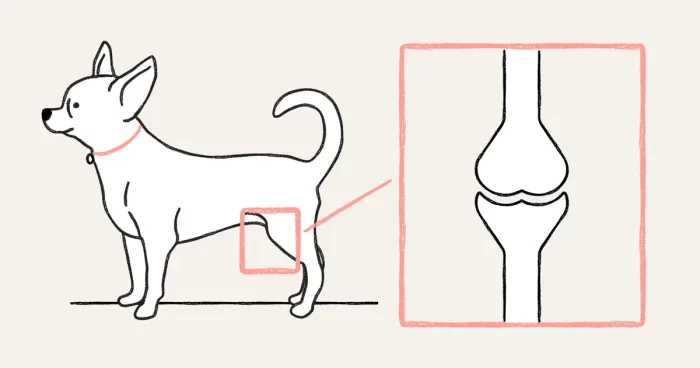 Shih Tzu Patellar Luxation-Understanding Joint Problems