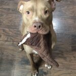 Dealing with Destructive Chewing in Pit Bulls