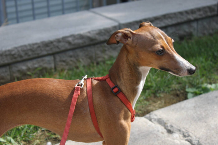 How to Calm a Nervous Italian Greyhound