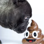 How to Stop a Dog From Eating Poop