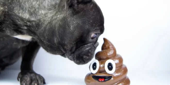 How to Stop a Dog From Eating Poop