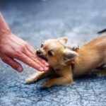 How to Train Your Chihuahua to Stop Nipping