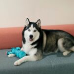 How to Train a Hyperactive Husky-Tips for a Well-Behaved Pet