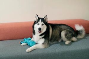 How to Train a Hyperactive Husky-Tips for a Well-Behaved Pet